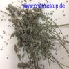 Bild: Extraktion des Lavendel-Duftstoffes